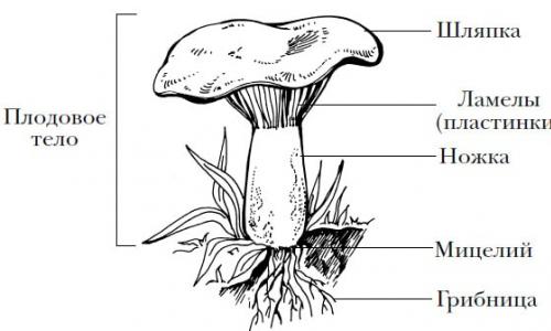Строение, питание и размножение грибов