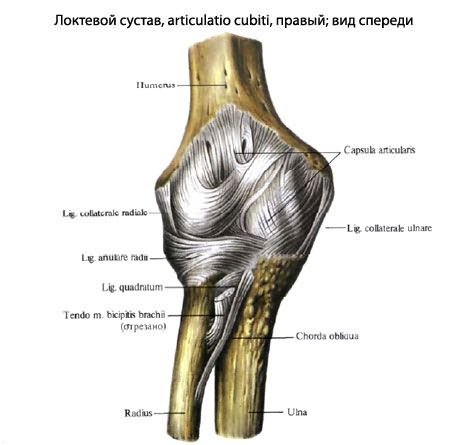 könyökfájás a tömörítés során deformáló artrózis a vállízület 1. fokozatában