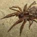Why do you dream about spiders: detailed explanations of various dreams