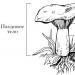 The structure, nutrition and reproduction of fungi