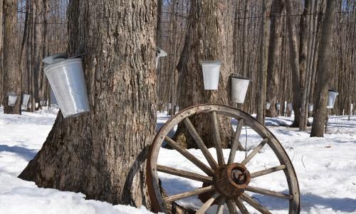 What is maple syrup made from: losing weight is delicious