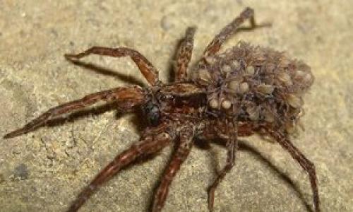 Pourquoi rêvez-vous d'araignées : explications détaillées de divers rêves