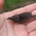 Tiny shrew - Sorex minutissimus